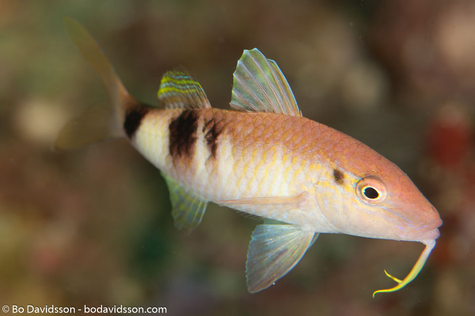 BD-110314-Puerto-Galera-3523-Parupeneus-trifasciatus-(Lacepède.-1801)-[Doublebar-goatfish].jpg